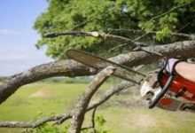 Key Insurance Considerations for Arborists Running a Tree Service Business